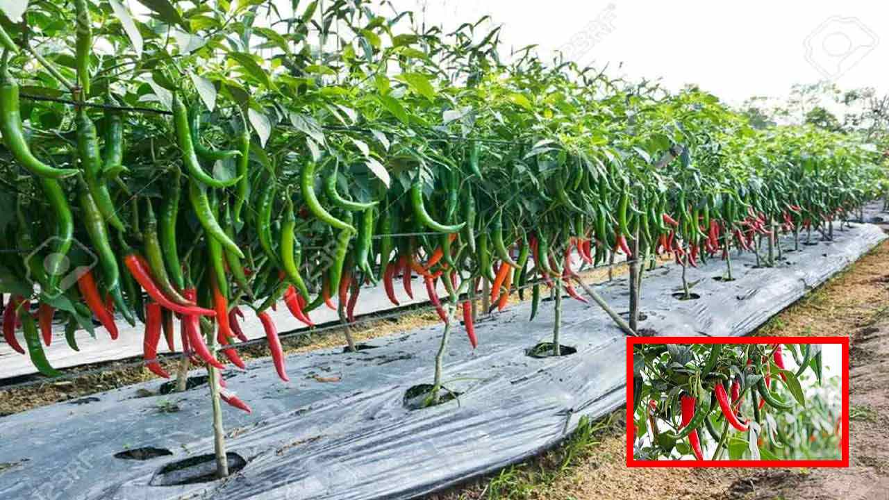 Chili Cultivation : మిరప సాగులో కలుపు యాజమాన్య పద్దతులు! Chili Cultivation : మిరప సాగులో కలుపు యాజమాన్య పద్దతులు!