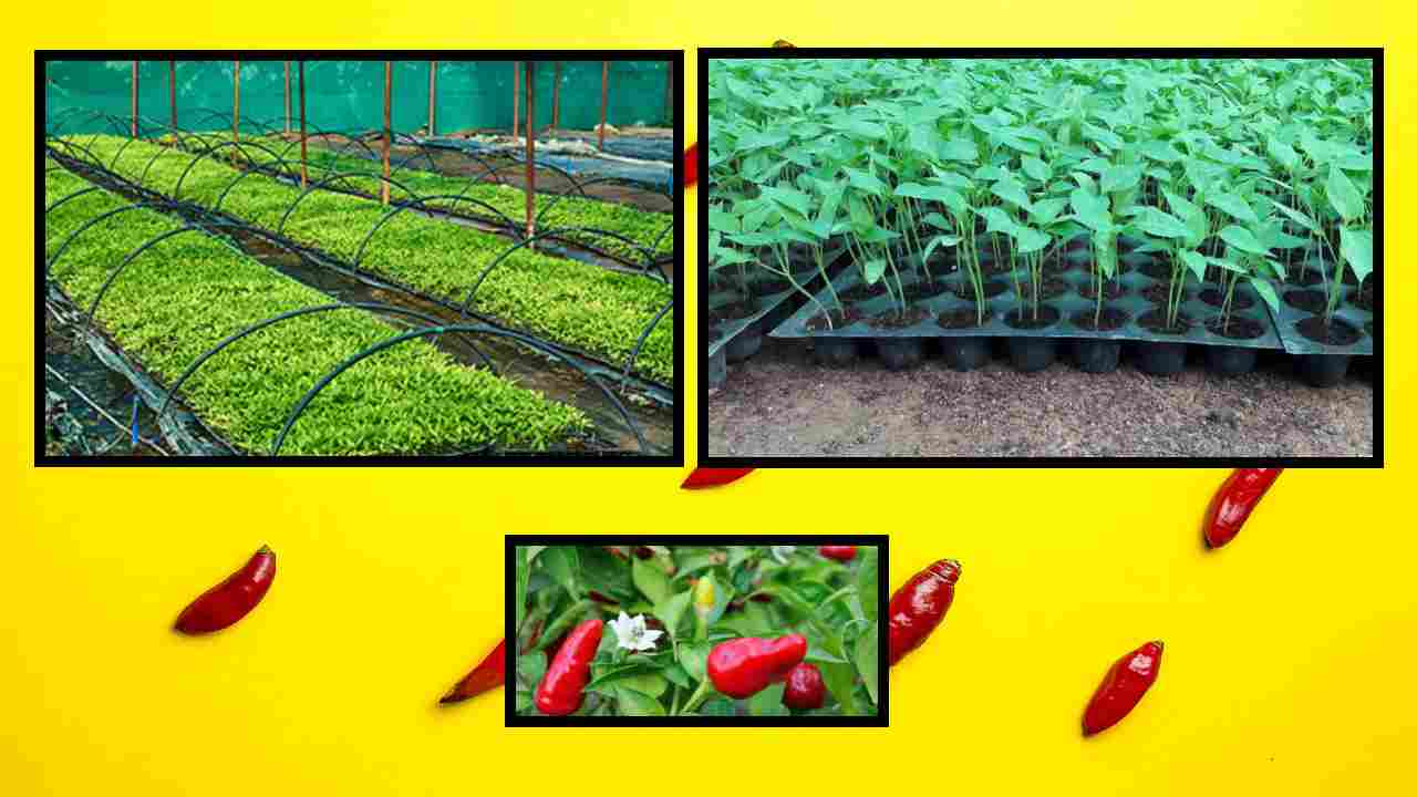 Chili Production : నాణ్యమైన మిరప నారు ఉత్పత్తి కోసం రైతులు అనుసరించాల్సిన విధానం! Chili Production : నాణ్యమైన మిరప నారు ఉత్పత్తి కోసం రైతులు అనుసరించాల్సిన విధానం!