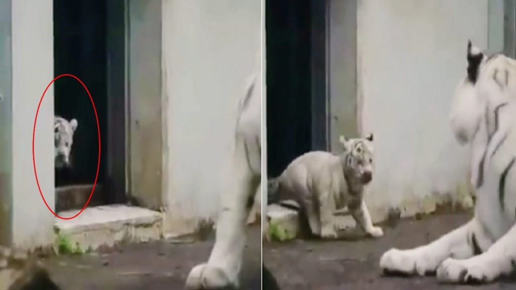 cute white tiger cub prank mom jump,scares