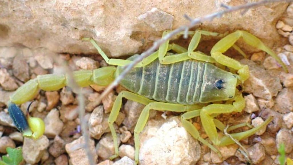 death stalker scorpion