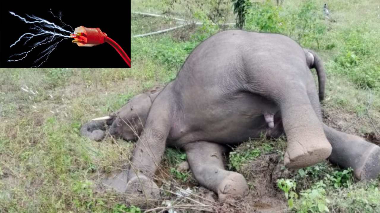 Electric Shock Elephant Died : తొండంతో బోరు మీటర్ ను లాగిన ఏనుగు.. విద్యుత్ షాక్ తో అక్కడికక్కడే మృతి Electric Shock Elephant Died : తొండంతో బోరు మీటర్ ను లాగిన ఏనుగు.. విద్యుత్ షాక్ తో అక్కడికక్కడే మృతి