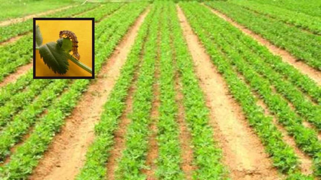 groundnut