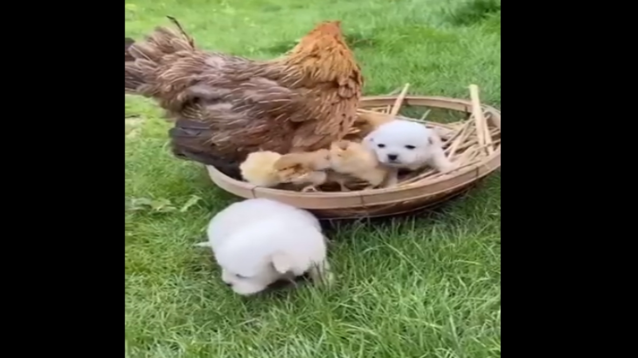 Puppies Confuse: కోడిపెట్టను తమ తల్లి అనుకున్న కుక్క పిల్లలు.. వీడియో వైరల్ Puppies Confuse: కోడిపెట్టను తమ తల్లి అనుకున్న కుక్క పిల్లలు.. వీడియో వైరల్
