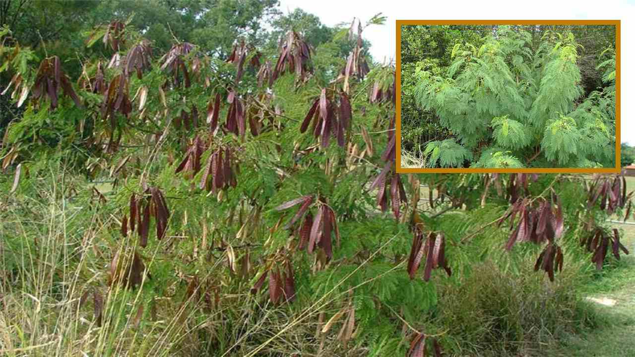 Subabul Cultivation : సుబాబుల్ సాగులో యాజమాన్యపద్దతులు! Subabul Cultivation : సుబాబుల్ సాగులో యాజమాన్యపద్దతులు!