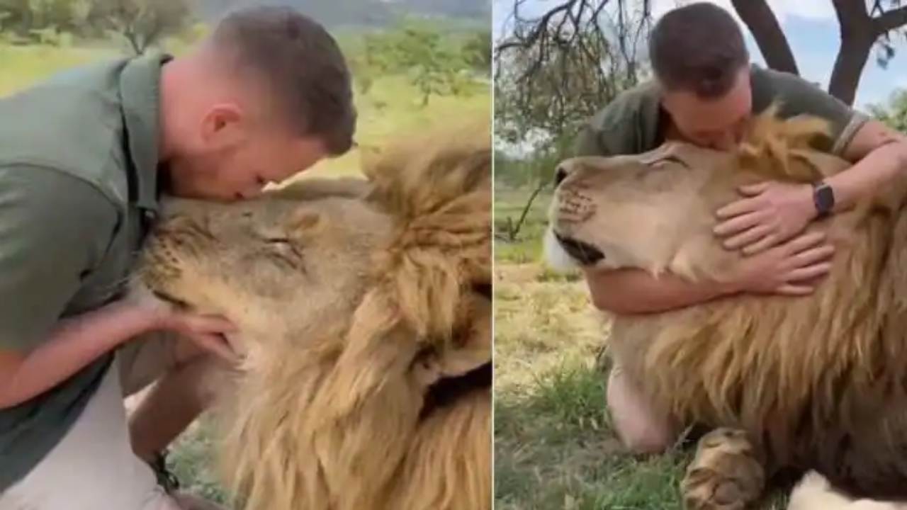 Man kissing with lion : సింహానికి ముద్దులు,హగ్గులు .. మురిసిపోయిన మృగరాజు Man kissing with lion : సింహానికి ముద్దులు,హగ్గులు .. మురిసిపోయిన మృగరాజు