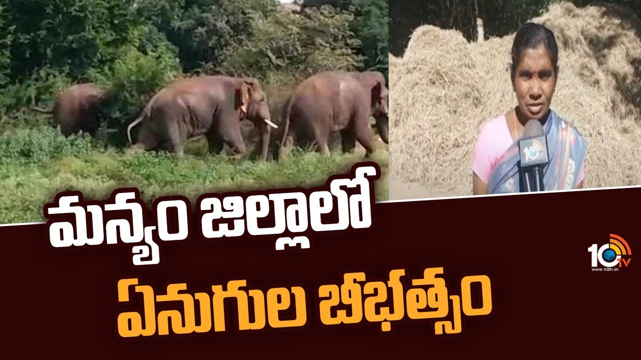 Elephants: మన్యం జిల్లాలో ఏనుగుల బీభత్సం