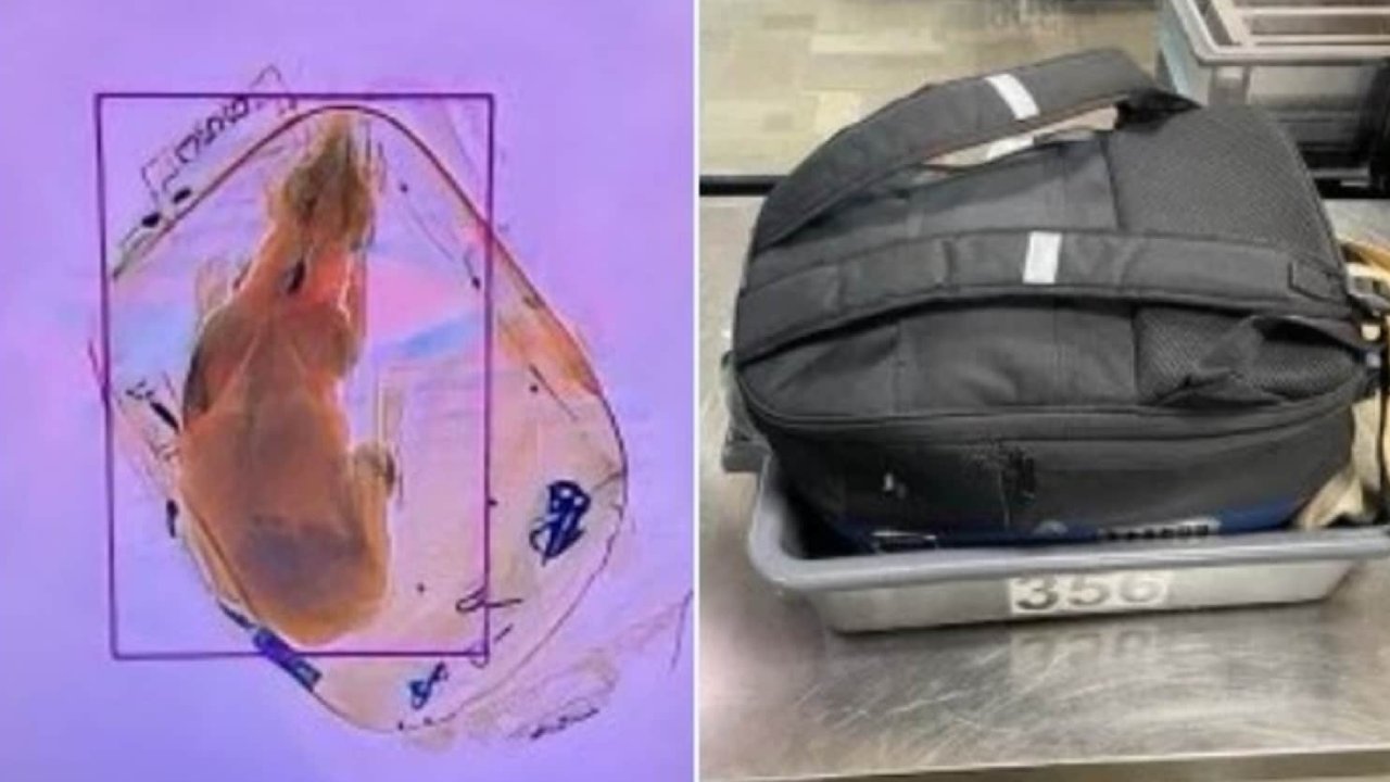 Dog In Luggage : లగేజ్ బ్యాగ్ లో కుక్కను తీసుకెళ్లిన ప్రయాణికుడు.. షాకైన ఎయిర్ పోర్టు సిబ్బంది Dog In Luggage : లగేజ్ బ్యాగ్ లో కుక్కను తీసుకెళ్లిన ప్రయాణికుడు.. షాకైన ఎయిర్ పోర్టు సిబ్బంది