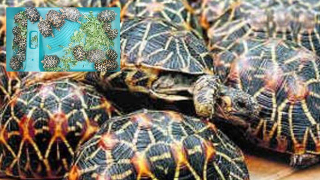 rare tortoises smuggling