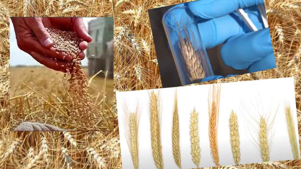 scientists searc 300 year old wheats