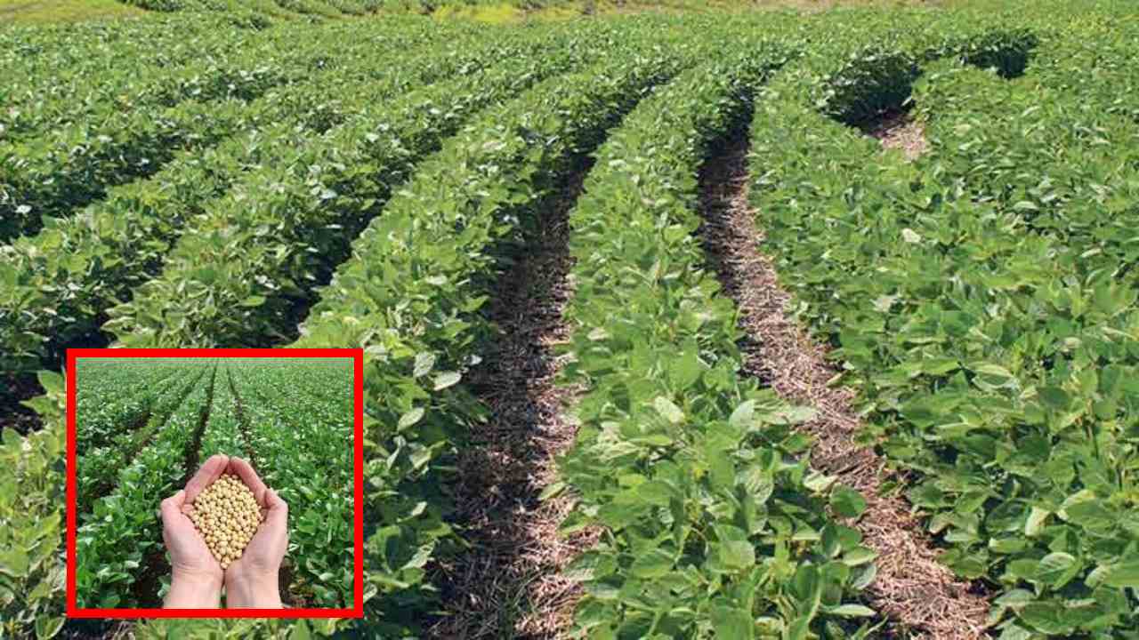 Soya Bean : సోయా చిక్కుడు విత్తుకునే విధానం, కలుపు నివారణ పద్దతులు! Soya Bean : సోయా చిక్కుడు విత్తుకునే విధానం, కలుపు నివారణ పద్దతులు!