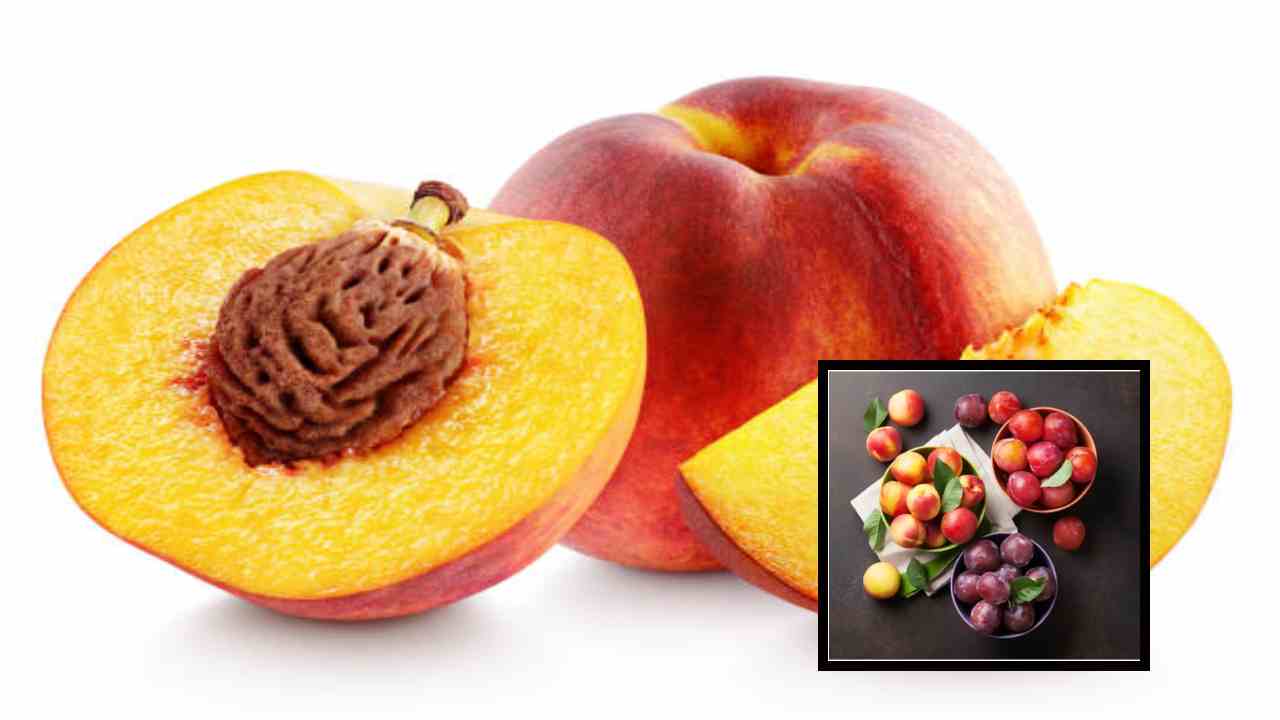 Stone Fruits : రోగనిరోధక శక్తిని పెంచటంతోపాటు, రక్త ప్రసరణ సాఫీగా జరిగేలా చేసే స్టోన్ ఫ్రూట్స్! Stone Fruits : రోగనిరోధక శక్తిని పెంచటంతోపాటు, రక్త ప్రసరణ సాఫీగా జరిగేలా చేసే స్టోన్ ఫ్రూట్స్!