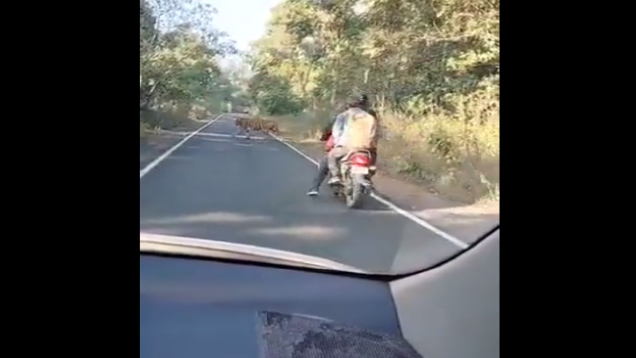 Viral Video: బైకుపై వేగంగా వెళ్తుండగా అడ్డువచ్చిన పులి.. వీడియో వైరల్ Viral Video: బైకుపై వేగంగా వెళ్తుండగా అడ్డువచ్చిన పులి.. వీడియో వైరల్