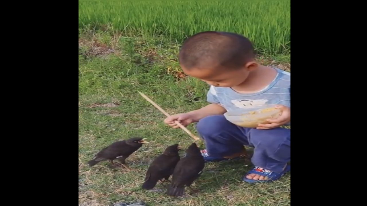 Viral Video: పక్షులకు ఆహారం తినిపించిన చిన్నారి.. అబ్బురపరుస్తున్న వీడియో Viral Video: పక్షులకు ఆహారం తినిపించిన చిన్నారి.. అబ్బురపరుస్తున్న వీడియో