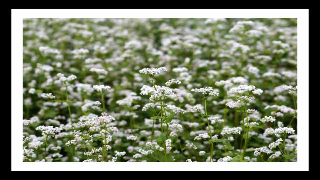 Ajwain Farming : సమస్యలు తక్కువ, అదాయం ఎక్కువ, వాము సాగులో తెలుగు రైతులు! Ajwain Farming : సమస్యలు తక్కువ, అదాయం ఎక్కువ, వాము సాగులో తెలుగు రైతులు!