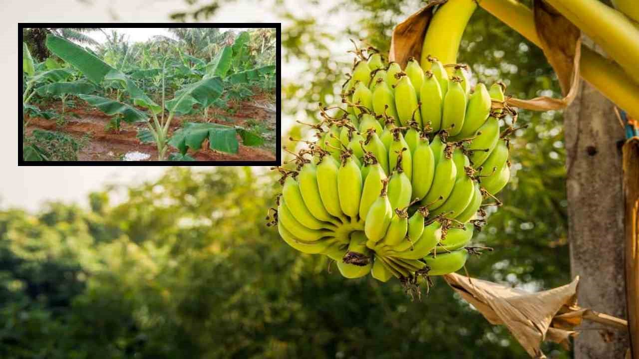 Fertilizers In Banana : అరటిలో ఎరువుల యాజమాన్యంపై రైతులకు అవగాహన తప్పనిసరి! Fertilizers In Banana : అరటిలో ఎరువుల యాజమాన్యంపై రైతులకు అవగాహన తప్పనిసరి!
