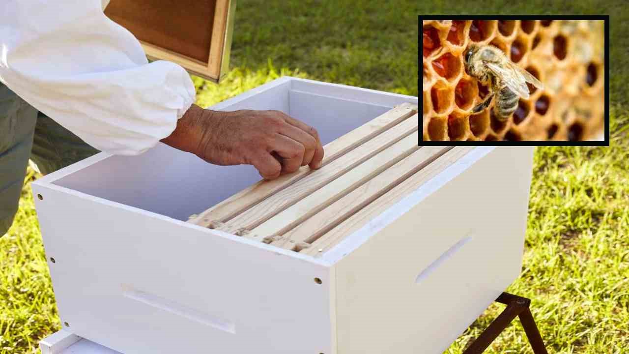 Beekeeping : తేనెటీగల పెంపకం, యాజమాన్య పద్ధతులు! Beekeeping : తేనెటీగల పెంపకం, యాజమాన్య పద్ధతులు!