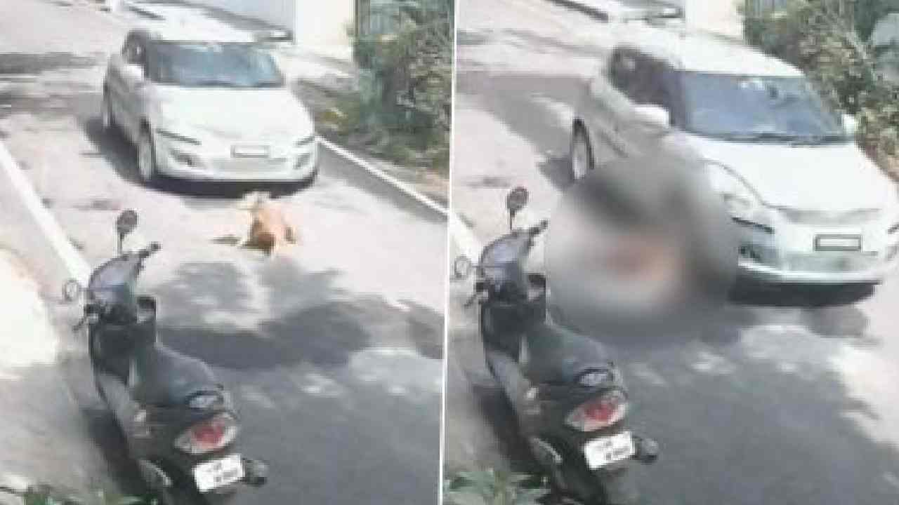 Bengaluru: రోడ్డుపై కుక్క కనిపిస్తున్నా కారు ఆపని డ్రైవర్.. కారు పైనుంచి వెళ్లడంతో కుక్క మృతి.. కేసు నమోదు Bengaluru: రోడ్డుపై కుక్క కనిపిస్తున్నా కారు ఆపని డ్రైవర్.. కారు పైనుంచి వెళ్లడంతో కుక్క మృతి.. కేసు నమోదు