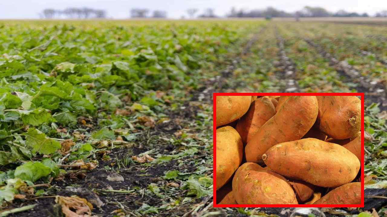 Chilakada Beet Cultivation : చిలకడ దుంప సాగులో మేలైన పద్ధతులు! Chilakada Beet Cultivation : చిలకడ దుంప సాగులో మేలైన పద్ధతులు!