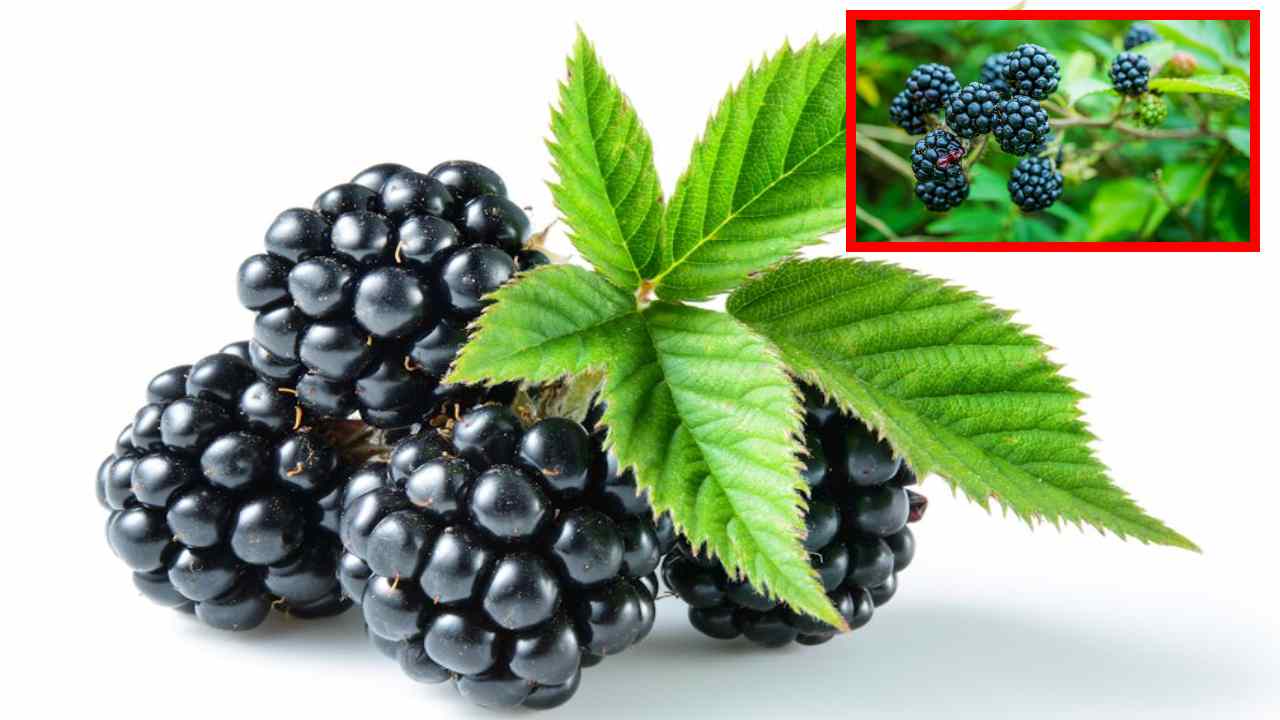Black Berries : రక్తంలో చక్కెర స్థాయిలను మెరుగుపరిచే బ్లాక్ బెర్రీస్! Black Berries : రక్తంలో చక్కెర స్థాయిలను మెరుగుపరిచే బ్లాక్ బెర్రీస్!
