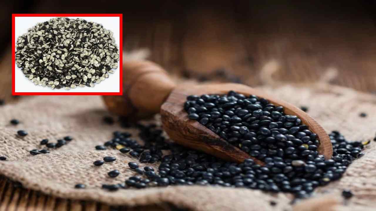 Black Gram Lentil : మినప పప్పుతో చేసిన వంటకాలను ఆహారంలో చేర్చుకుంటే ఎన్నో ఆరోగ్య ప్రయోజనాలు! Black Gram Lentil : మినప పప్పుతో చేసిన వంటకాలను ఆహారంలో చేర్చుకుంటే ఎన్నో ఆరోగ్య ప్రయోజనాలు!