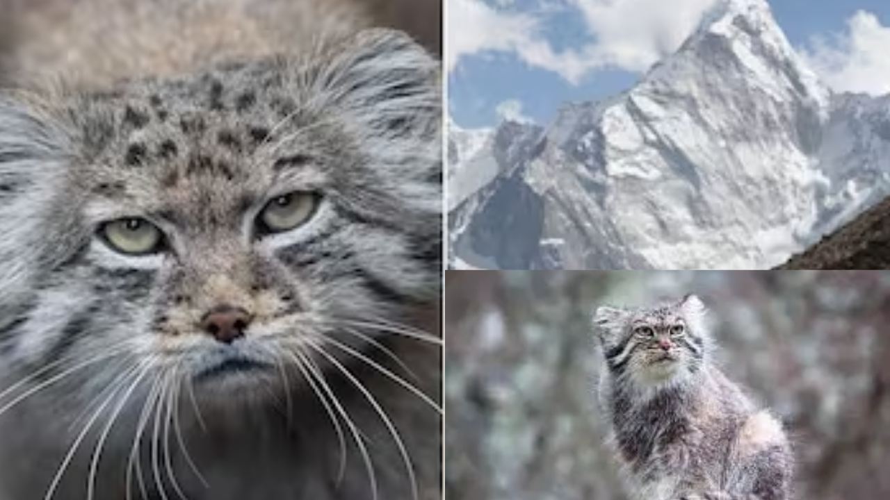 Rare Wild Cat : ఎవరెస్టు శిఖరంపై అత్యంత అరుదైన పిల్లి Rare Wild Cat : ఎవరెస్టు శిఖరంపై అత్యంత అరుదైన పిల్లి