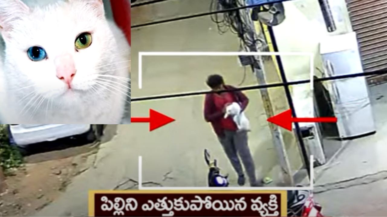 Person Stole Cat : హైదరాబాద్ లో పిల్లిని దొంగిలించిన వ్యక్తి.. కేసు నమోదు చేసిన పోలీసులు Person Stole Cat : హైదరాబాద్ లో పిల్లిని దొంగిలించిన వ్యక్తి.. కేసు నమోదు చేసిన పోలీసులు