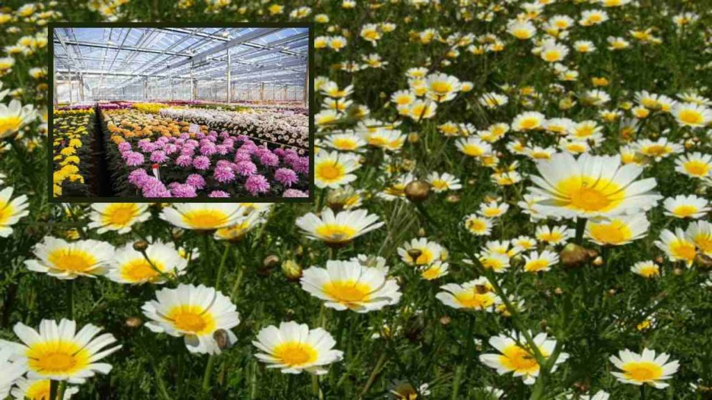 Chrysanthemum-Cultivation