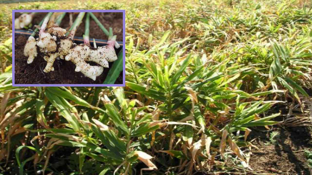 Ginger Cultivation : అల్లం సాగులో సస్యరక్షణ, చీడపీడల నివారణ! Ginger Cultivation : అల్లం సాగులో సస్యరక్షణ, చీడపీడల నివారణ!