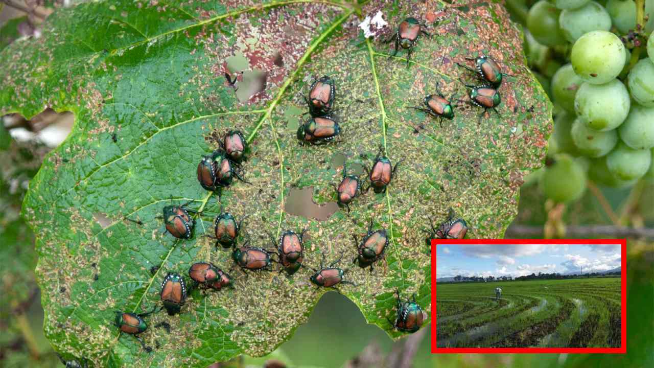 Crave Crops : పంటలను ఆశించే చీడ పీడలను ఆకర్షించే ఎరపంటలు! Crave Crops : పంటలను ఆశించే చీడ పీడలను ఆకర్షించే ఎరపంటలు!