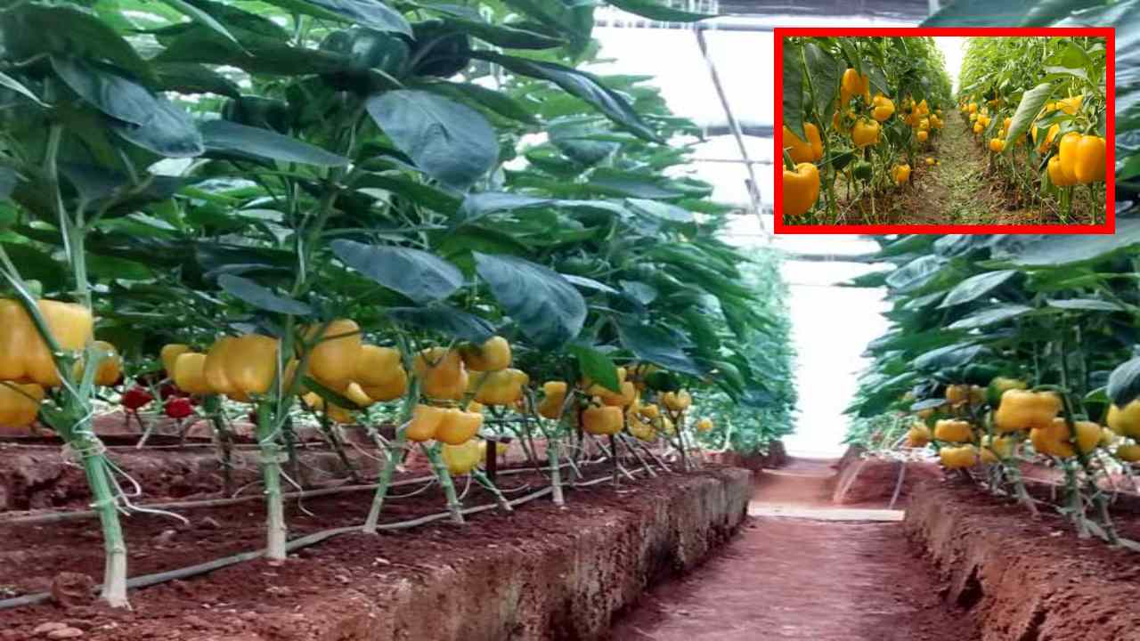Capsicum Cultivation : పోలిహౌస్ లలో కాప్సికమ్ సాగుకు నారు పెంపకం, మొక్కలు నాటే విధానం! Capsicum Cultivation : పోలిహౌస్ లలో కాప్సికమ్ సాగుకు నారు పెంపకం, మొక్కలు నాటే విధానం!