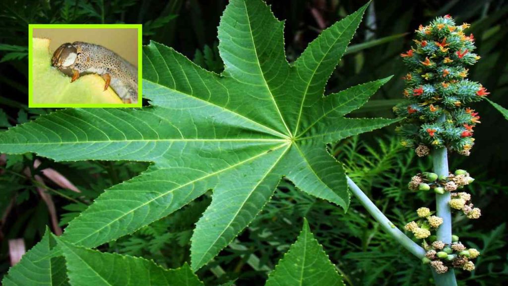 Dasari insect which damages the castor bean crop, preventive measures!