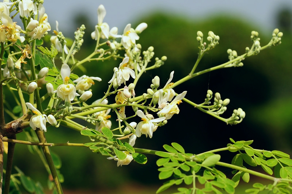 Moringa Flowers And Leaves : మునగ పువ్వులు, ఆకులతో అశ్ఛర్యకరమైన ఆరోగ్యప్రయోజనాలు! Moringa Flowers And Leaves : మునగ పువ్వులు, ఆకులతో అశ్ఛర్యకరమైన ఆరోగ్యప్రయోజనాలు!