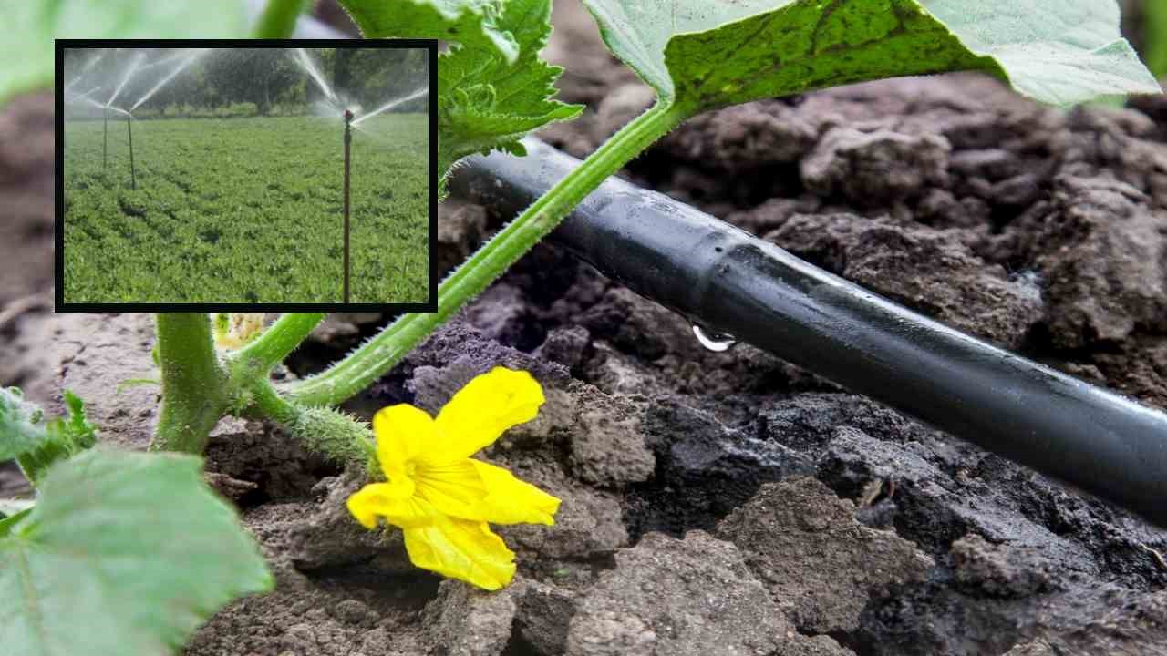 Fertigation System : ఎరువుల వృధాను అరికట్టటంతోపాటు, మొక్కలకు నేరుగా పోషకాలు అందించే ఫర్టిగేషన్ విధానంలో సాగు! Fertigation System : ఎరువుల వృధాను అరికట్టటంతోపాటు, మొక్కలకు నేరుగా పోషకాలు అందించే ఫర్టిగేషన్ విధానంలో సాగు!