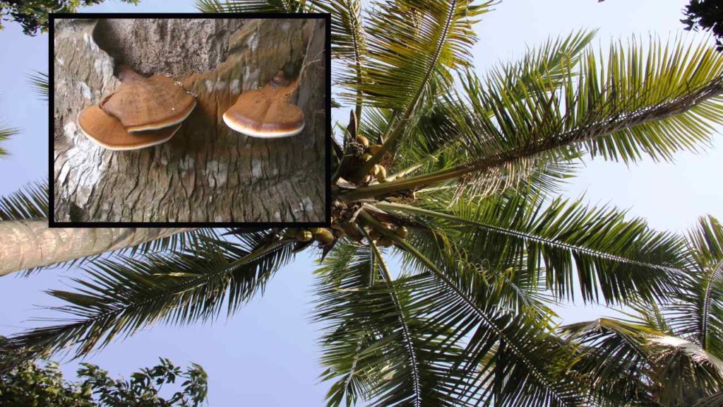 Management of Basal Stem Rot (Ganoderma Wilt) in Coconut