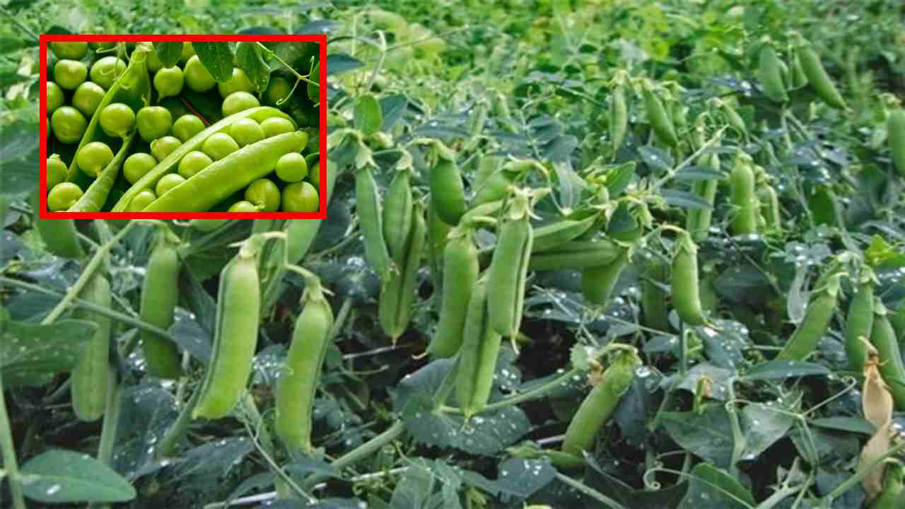 Green Peas Cultivation : బఠాణి సాగు చేపట్టే రైతులు మంచి దిగుబడులకోసం విత్తనాల ఎంపిక! Green Peas Cultivation : బఠాణి సాగు చేపట్టే రైతులు మంచి దిగుబడులకోసం విత్తనాల ఎంపిక!