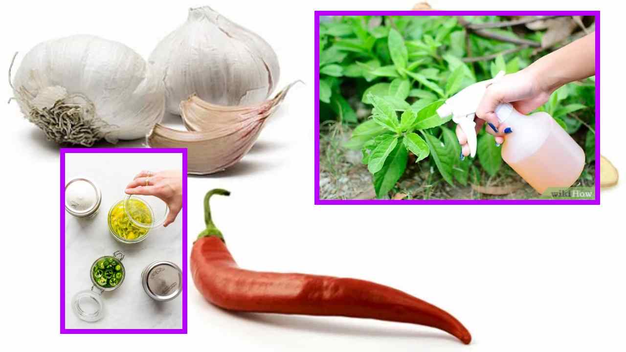 Green Pepper And Garlic Solution : కూరగాయల పంటల్లో శనగపచ్చ పురుగు, లద్దె పురుగు నివారణకు పచ్చి మిర్చి వెల్లుల్లి ద్రావణం! Green Pepper And Garlic Solution : కూరగాయల పంటల్లో శనగపచ్చ పురుగు, లద్దె పురుగు నివారణకు పచ్చి మిర్చి వెల్లుల్లి ద్రావణం!