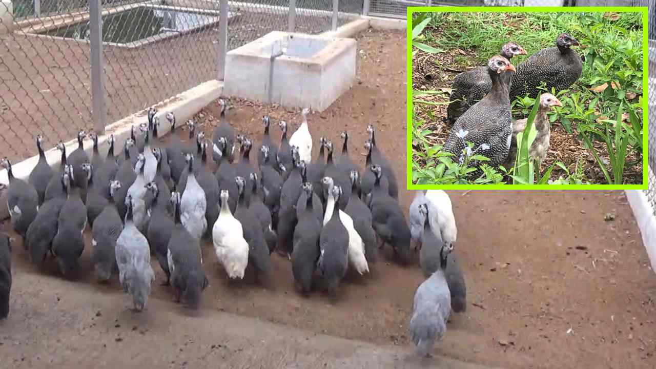 Guinea Fowl Farming : గ్రామీణ రైతులకు అదనపు అదాయాన్ని అందించే గినీ కోళ్ళ పెంపకం! Guinea Fowl Farming : గ్రామీణ రైతులకు అదనపు అదాయాన్ని అందించే గినీ కోళ్ళ పెంపకం!