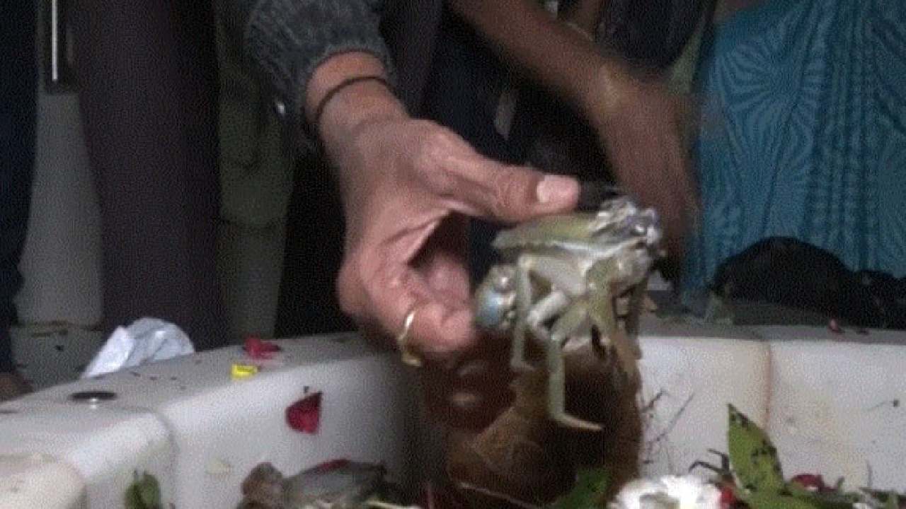 Gujarat: వింత ఆచారం.. శివుడికి పీతలు సమర్పిస్తున్న భక్తులు.. ఎక్కడంటే Gujarat: వింత ఆచారం.. శివుడికి పీతలు సమర్పిస్తున్న భక్తులు.. ఎక్కడంటే