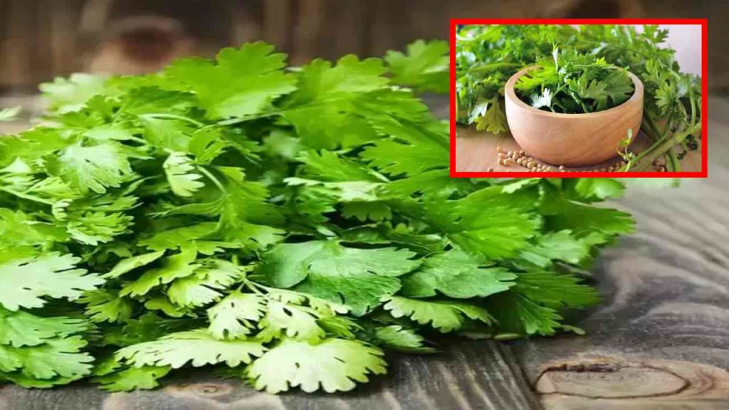 Health Benefits of Coriander Leaves & Seeds