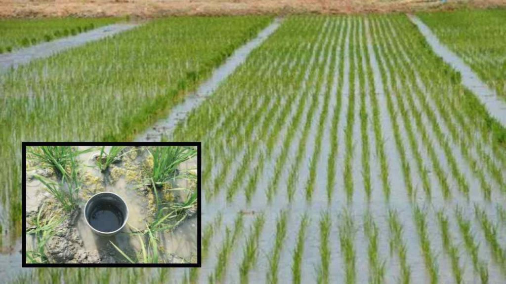 Irrigation water saving with six wet irrigation method in paddy!