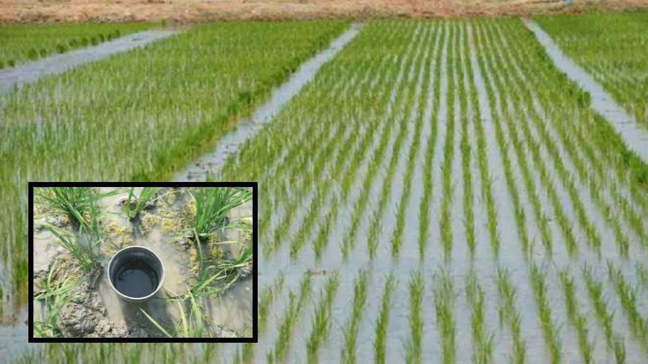 Irrigation Method In Paddy : వరిలో ఆరుతడి నీటి పారుదల పద్ధతితో సాగునీటి ఆదా! Irrigation Method In Paddy : వరిలో ఆరుతడి నీటి పారుదల పద్ధతితో సాగునీటి ఆదా!