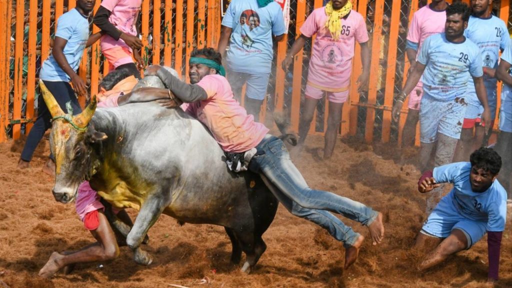 Jallikattu