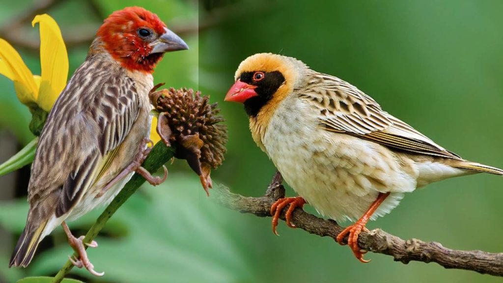 Kenyan Govt killed Red Quelea Birds