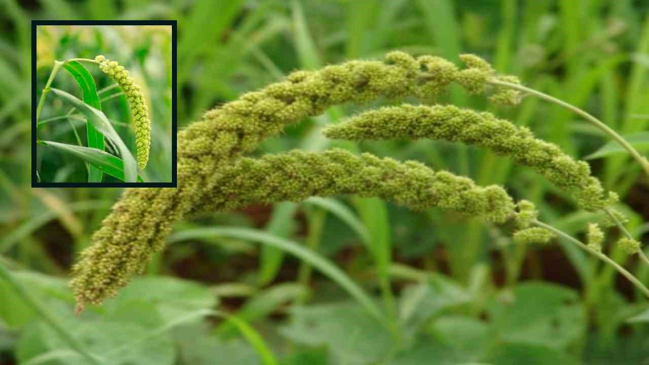 Korra Crop cultivation : వేసవిలో తక్కువ నీటితో కొర్రపంటసాగు! Korra Crop cultivation : వేసవిలో తక్కువ నీటితో కొర్రపంటసాగు!