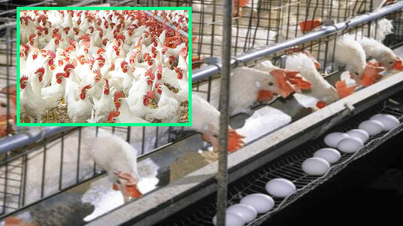 Layer Chickens : లేయర్ కోళ్లకు వ్యాధులు రాకుండా ముందస్తుగా ఇవ్వాల్సిన టీకాలు ఇవే! Layer Chickens : లేయర్ కోళ్లకు వ్యాధులు రాకుండా ముందస్తుగా ఇవ్వాల్సిన టీకాలు ఇవే!