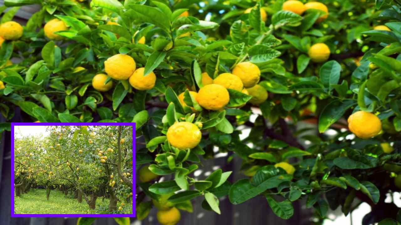 Lemon Yield In Summer : వేసవిలో నిమ్మదిగుబడి కోసం రైతులు అనుసరించాల్సిన యాజమాన్య పద్దతులు! Lemon Yield In Summer : వేసవిలో నిమ్మదిగుబడి కోసం రైతులు అనుసరించాల్సిన యాజమాన్య పద్దతులు!