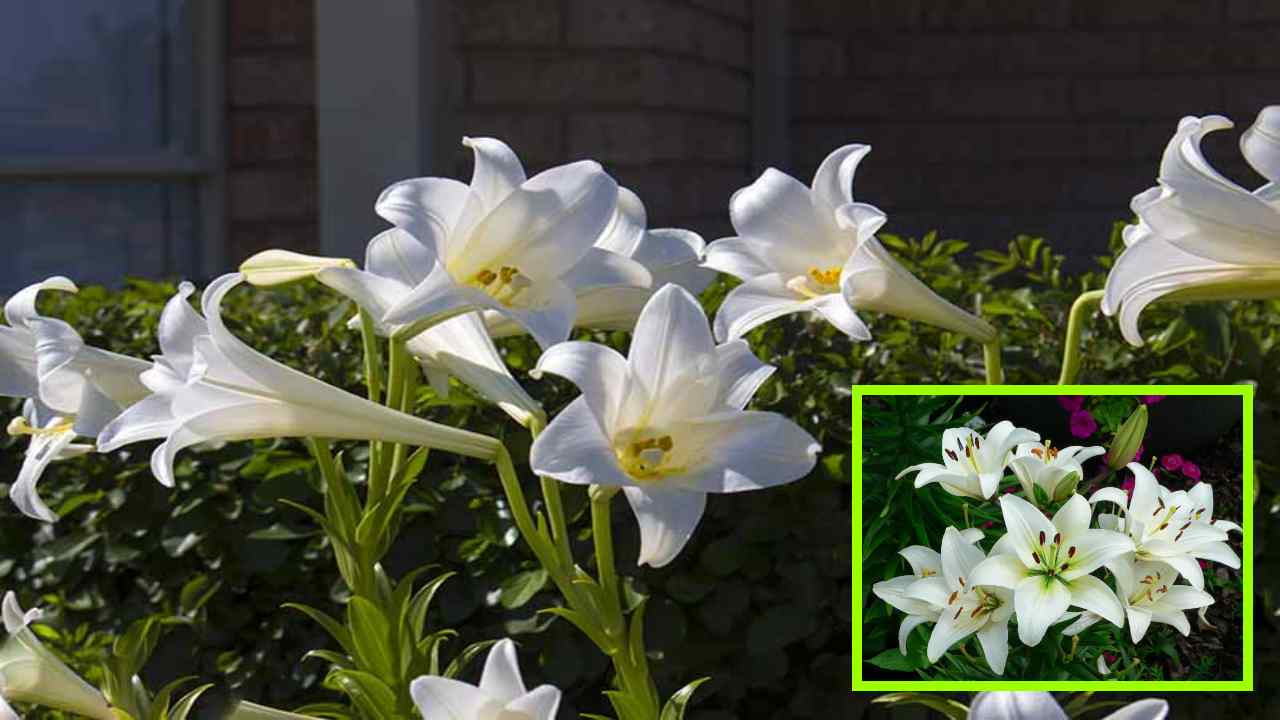 Lily Cultivation : లిల్లీ సాగులో చీడపీడల నివారణ పద్ధతులు! Lily Cultivation : లిల్లీ సాగులో చీడపీడల నివారణ పద్ధతులు!
