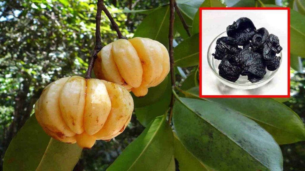 Malabar Tamarind