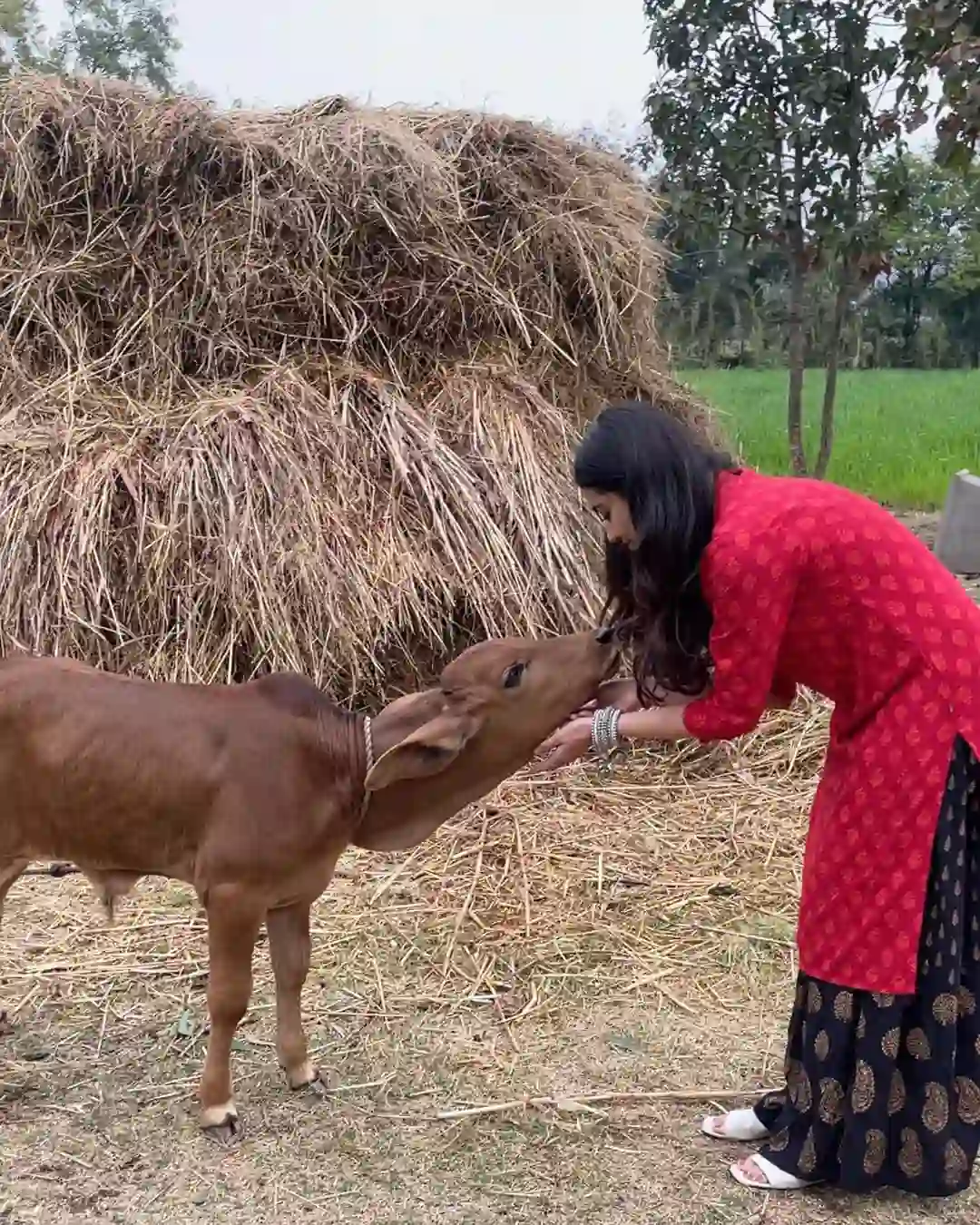 Malvika Sharma photos with the calf