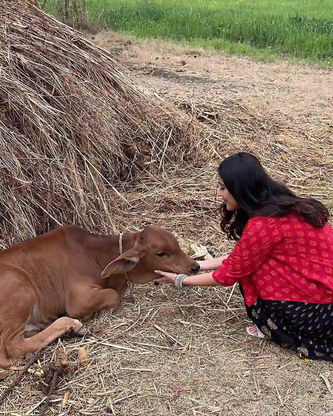Malvika Sharma photos with the calf
